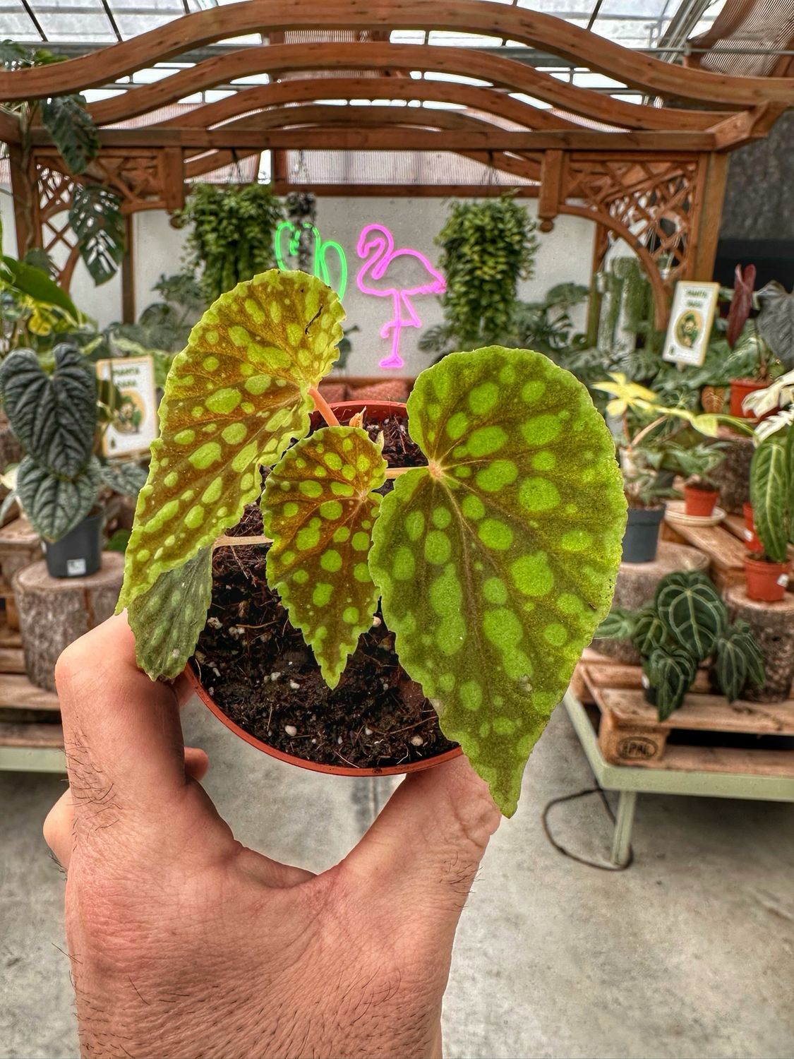 Begonia Chlorosticta vaso cm 9