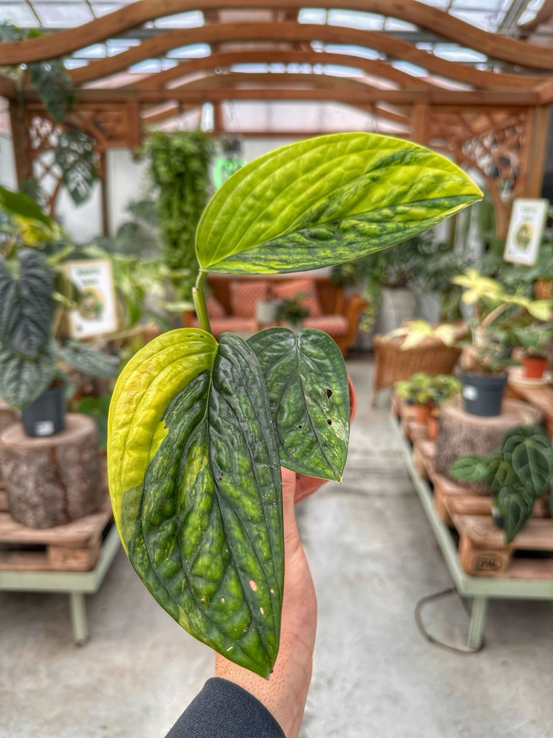 Monstera Perù variegata vado cm 10,5