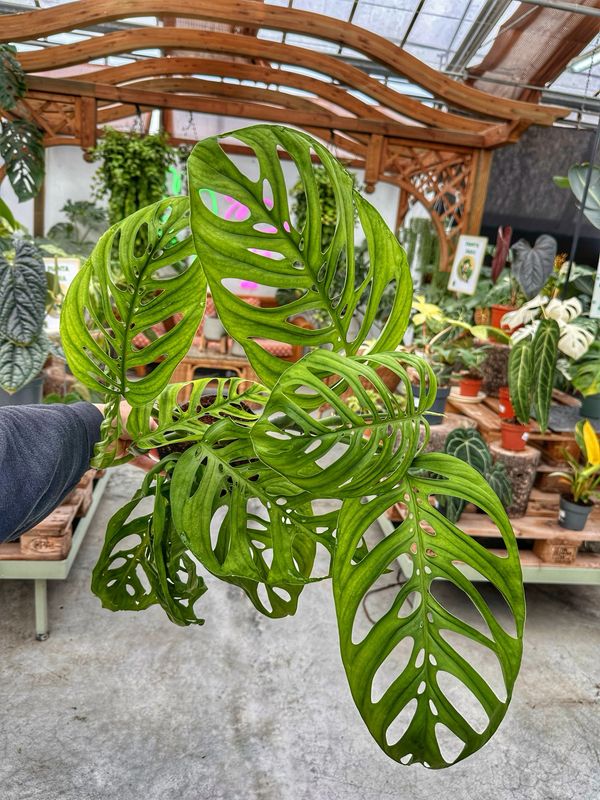 Monstera esqueleto giant leaf vaso cm 17