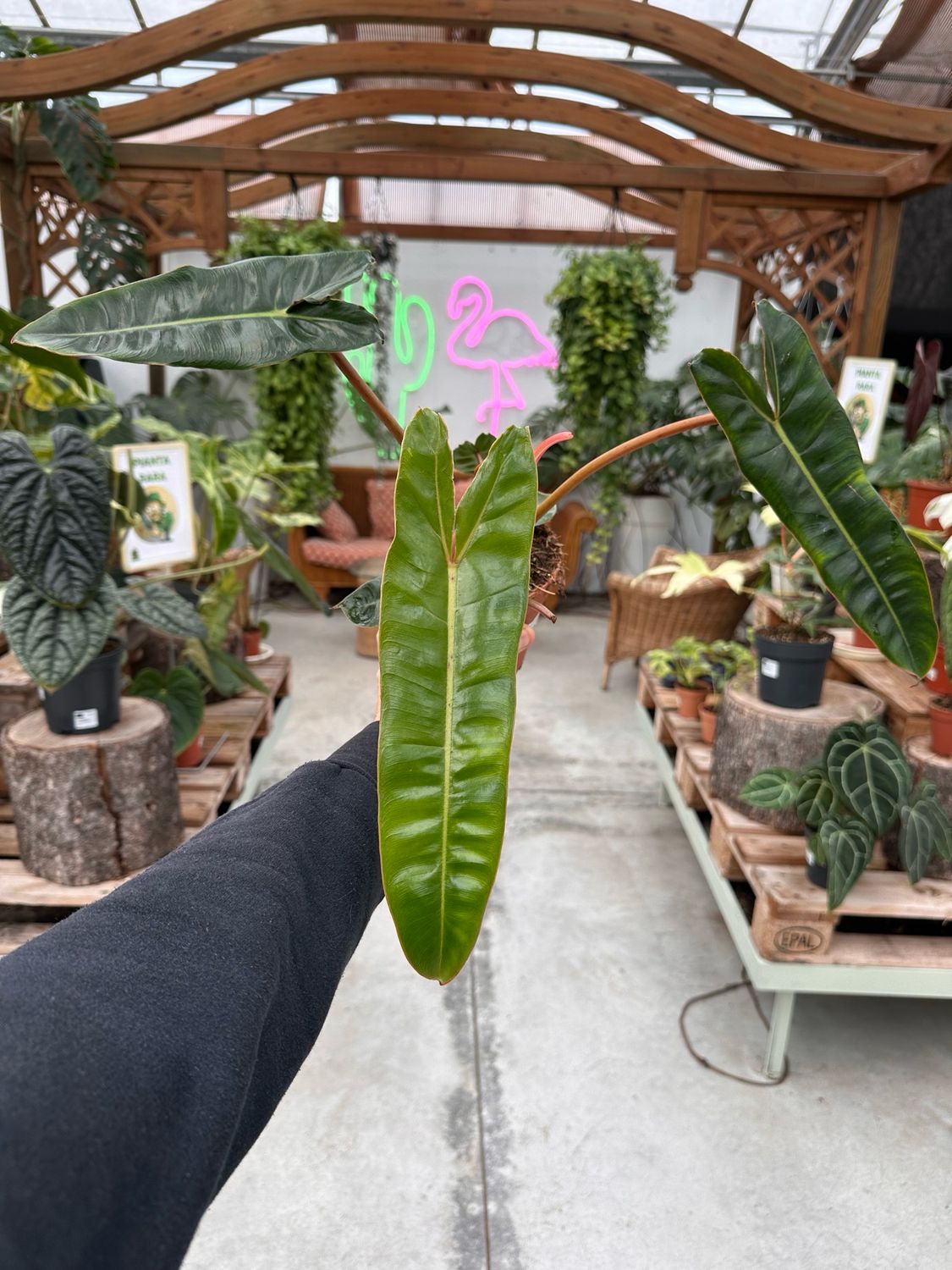 Philodendron billietieae vaso cm 12