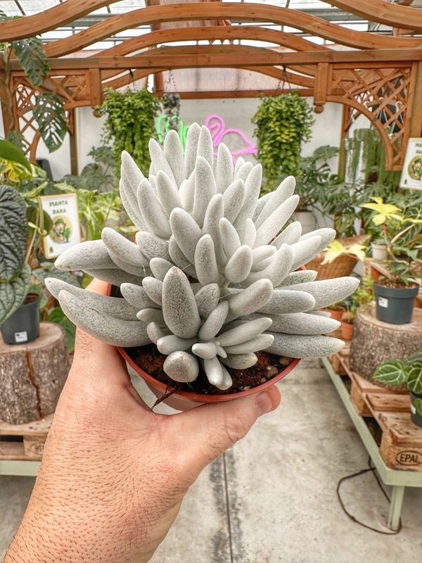 Senecio montblanc vaso cm 10,5