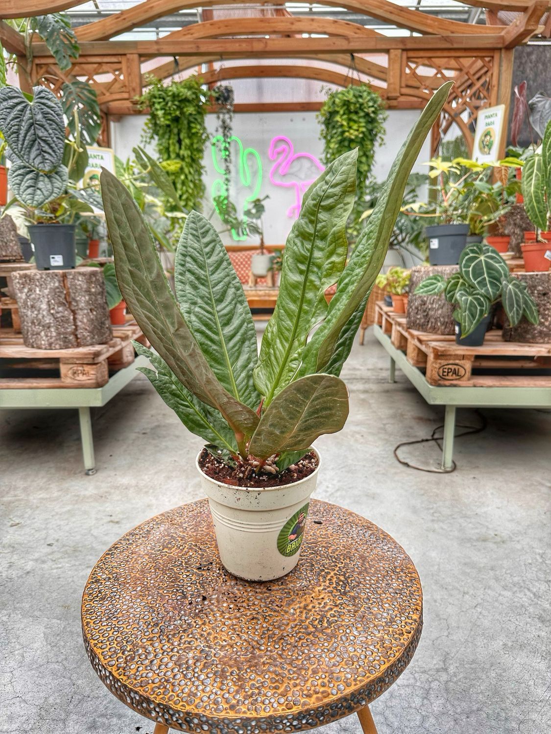 Anthurium superbum vaso cm 17