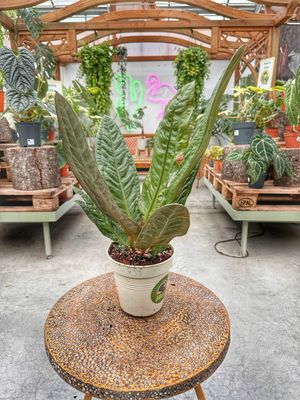 Anthurium superbum vaso cm 17