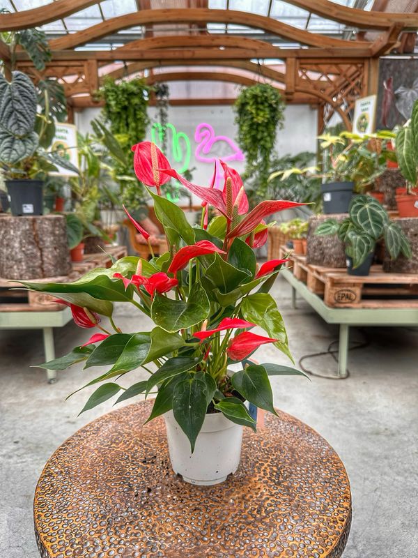 Anthurium li i un vaso cm 14