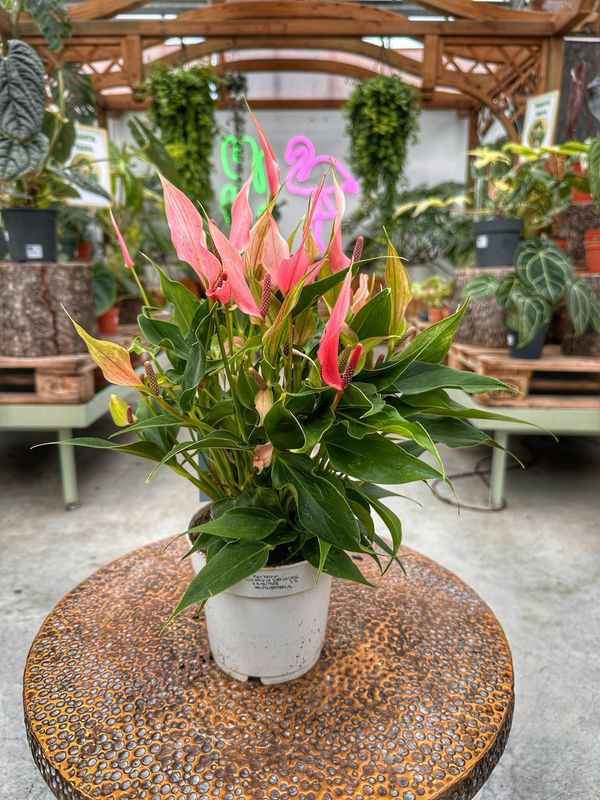 Anthurium lilli vaso cm 24