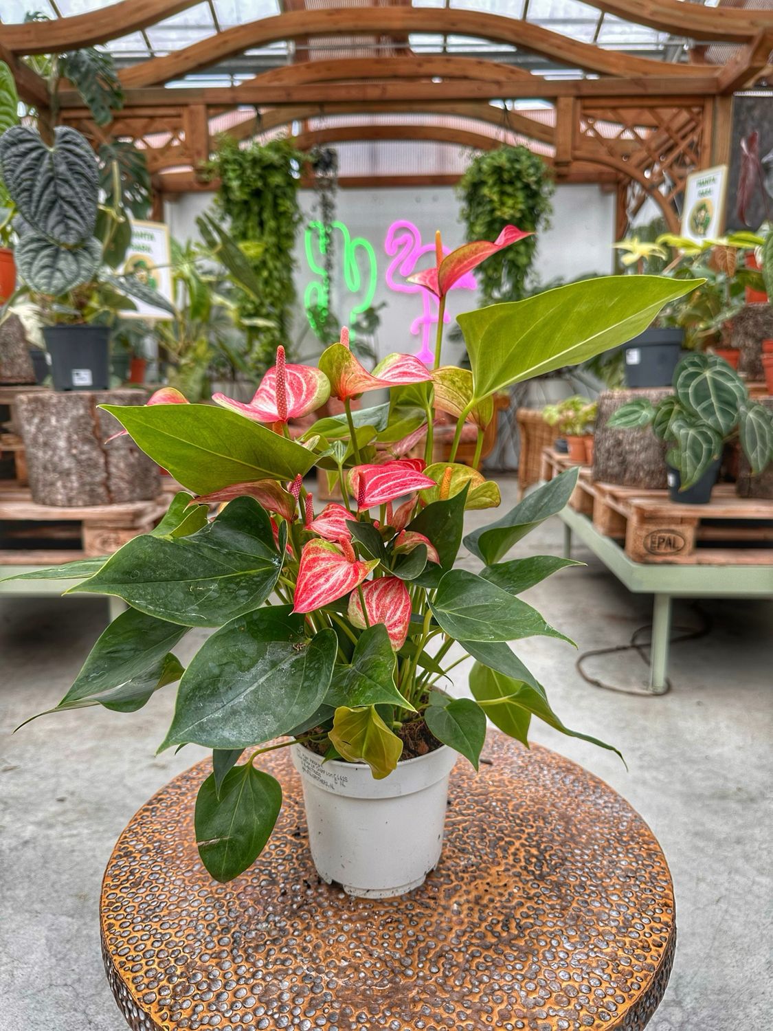 Anthurium banderuola vaso cm 14
