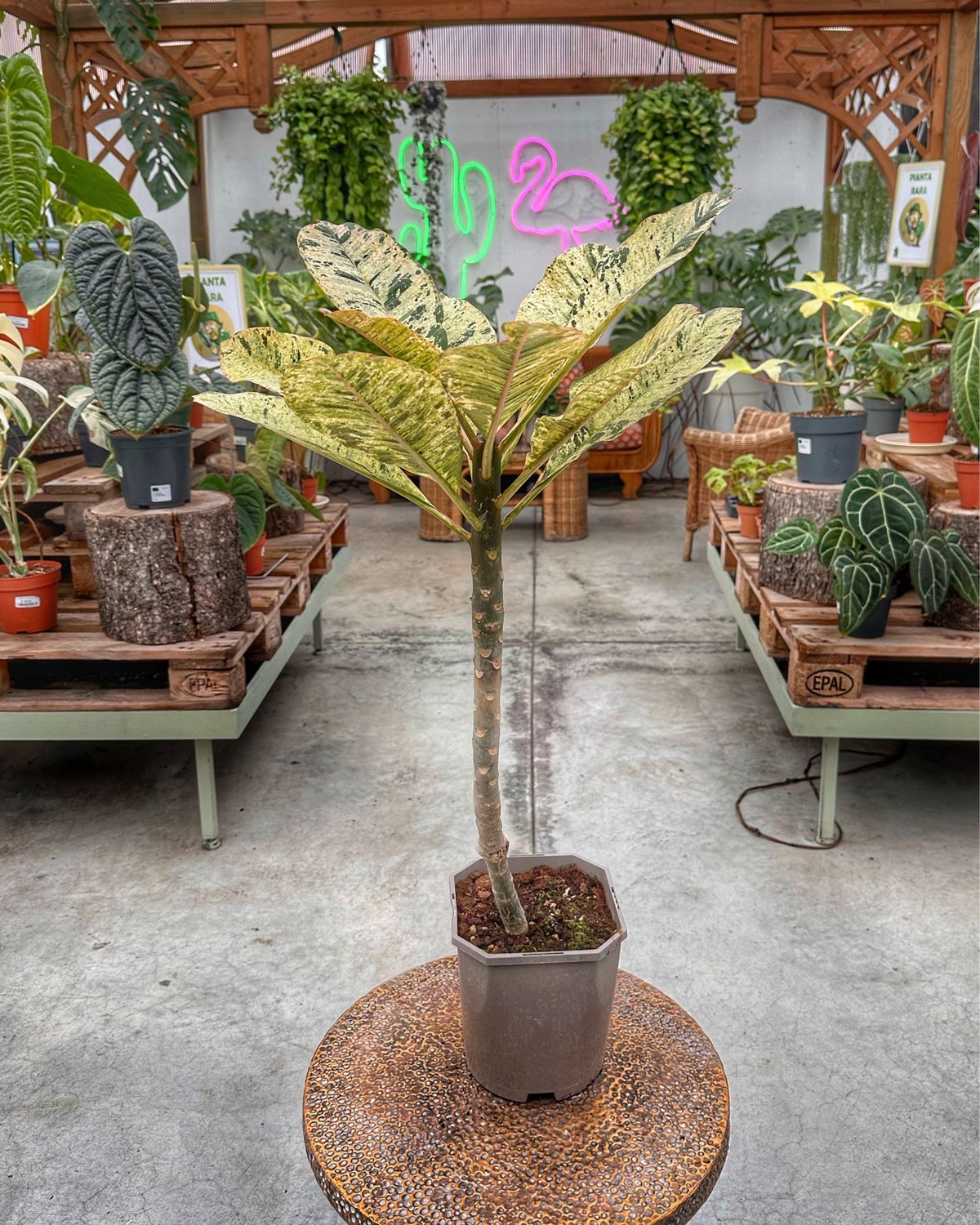 Plumeria variegata vado cm 19