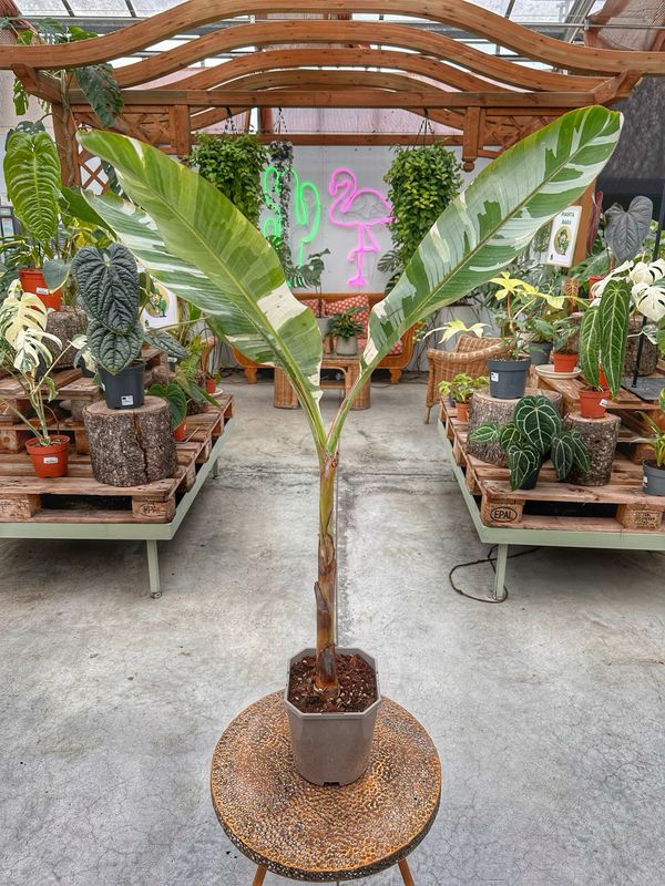 Musa aeae variegata L vaso cm 17