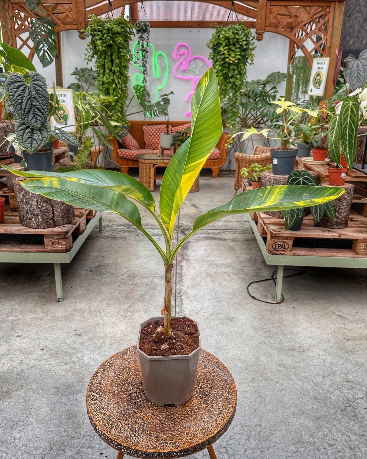 Musa variegata aurea vado cm 19