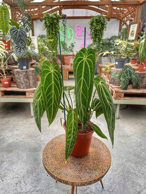 Anthurium warocqueanum L vaso cm 21