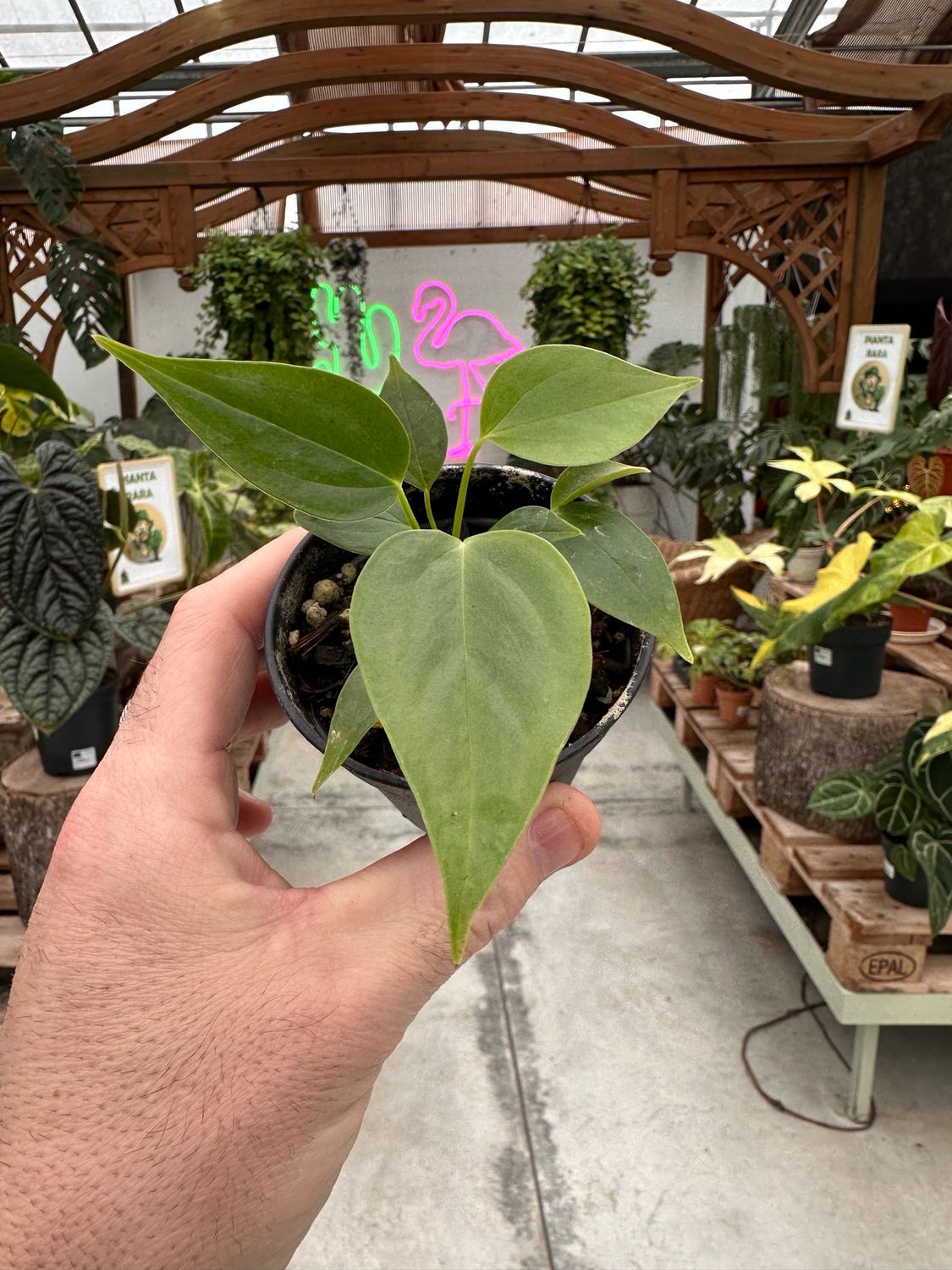 Anthurium veitchii vaso cm 7