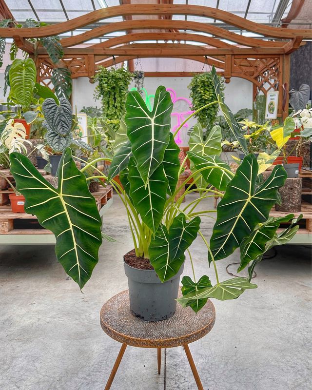 Alocasia Frydek XXL vaso cm 24