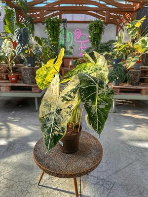 Alocasia frydek variegata XXL vaso cm 17