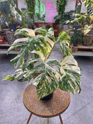 Monstera albovariegata super white vaso cm 21