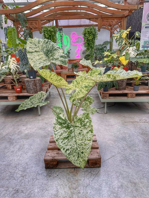 Alocasia machrorizza splash XXL vaso cm 24