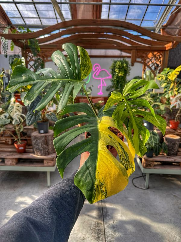 Monstera deliciosa aureovariegata L vaso cm 17