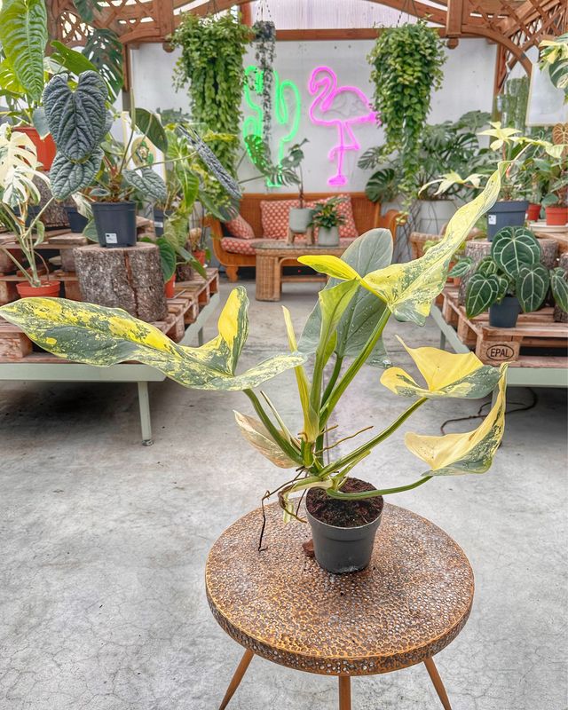 Philodendron hastatum variegato XL vaso cm 14