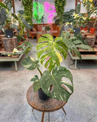 Monstera thai constellation vaso cm 17