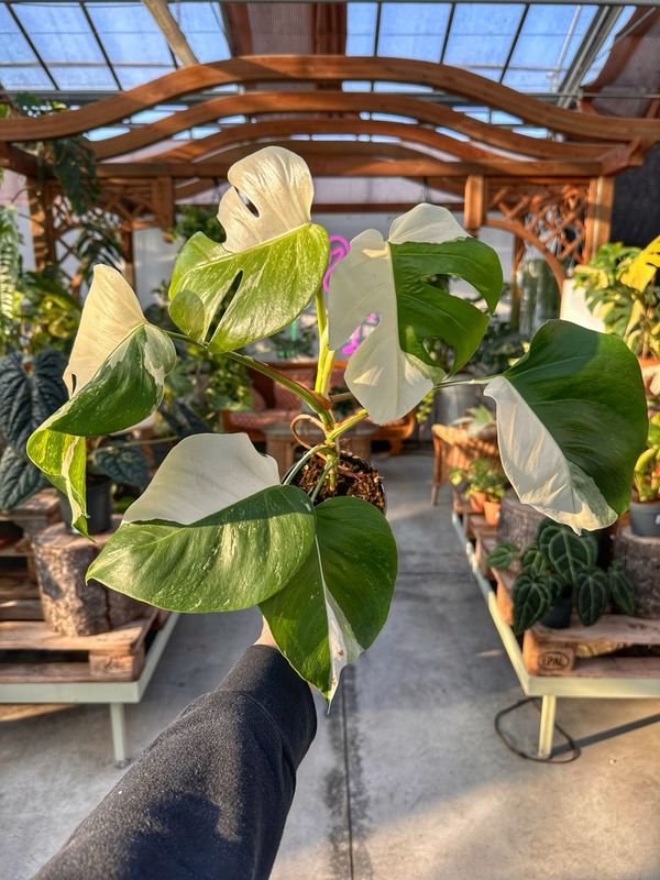 Monstera albovariegata half moon vaso cm 12