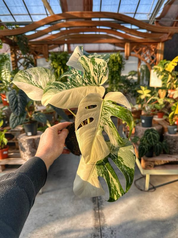 Monstera albovariegata half moon vaso cm 12