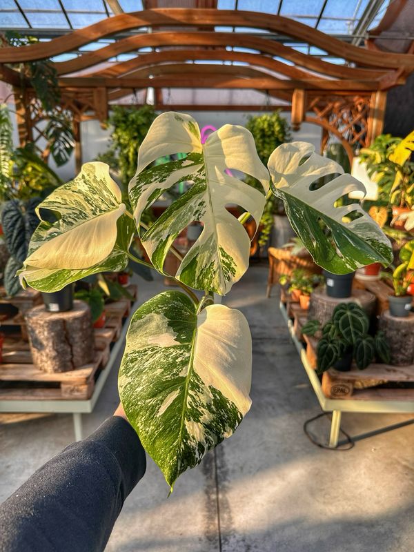 Monstera albovariegata half moon vaso cm 12