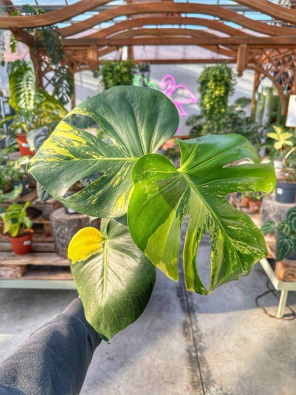 Monstera super aurea new cultivar vaso cm 12