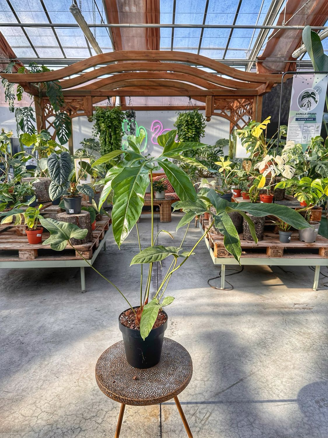 Anthurium pedatum vaso cm 24