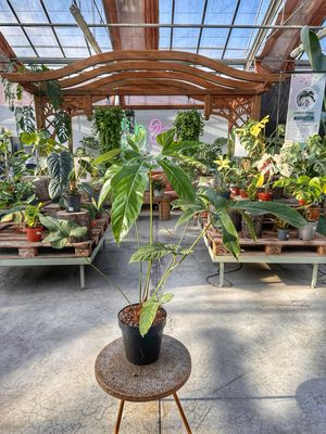 Anthurium pedatum vaso cm 24