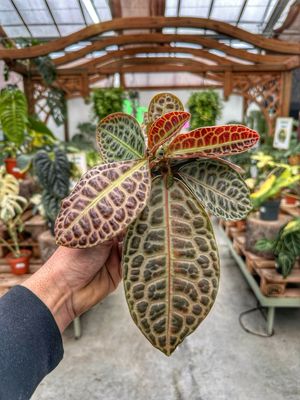 Labisia pedunculata vaso cm 10,5