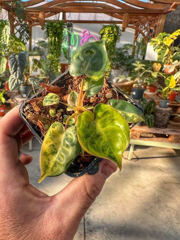 Philodendron billietiae variegata vaso cm 7