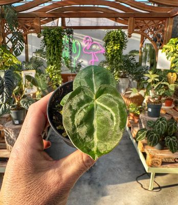 Anthurium Michelle X magnificum