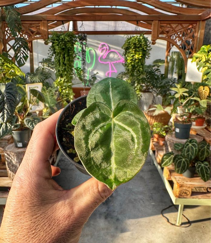 Anthurium Michelle X magnificum