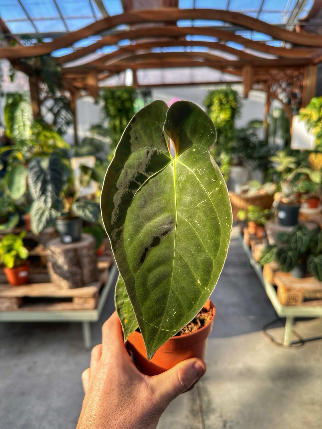 Anthurium papillilaminum vaso cm 10,5