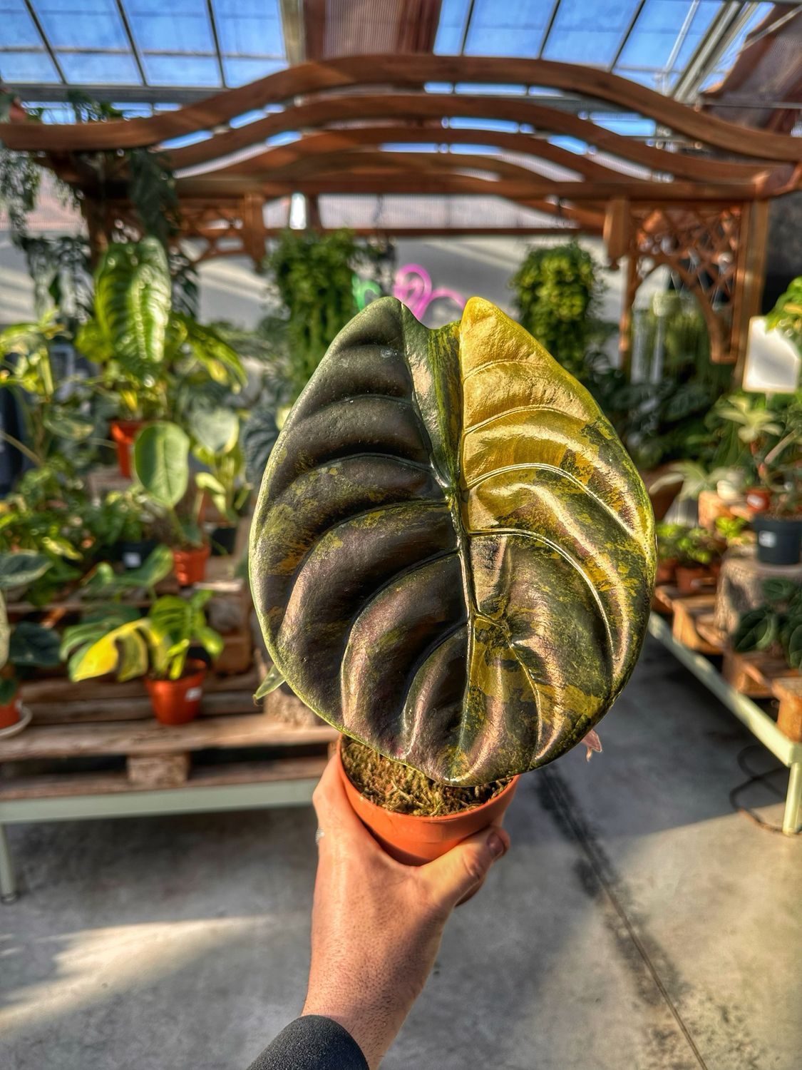 Alocasia cuprea variegata vaso cm 12