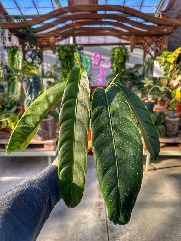 Philodendron PATRICIAE vaso cm 14