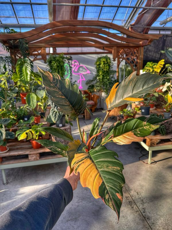 Philodendron caramel marble M vaso cm 12