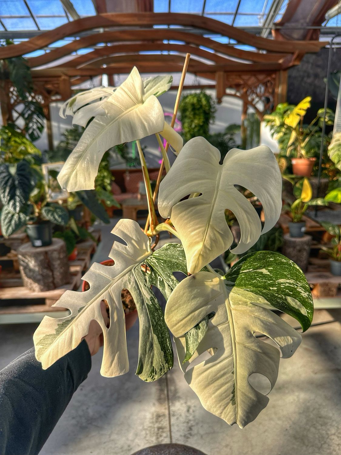 Monster albovariegata super white vaso cm 15