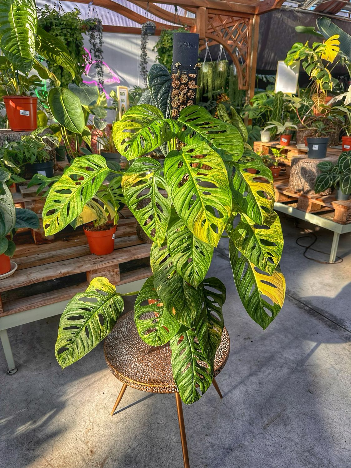 Monstera adansonii aurea vaso cm 15