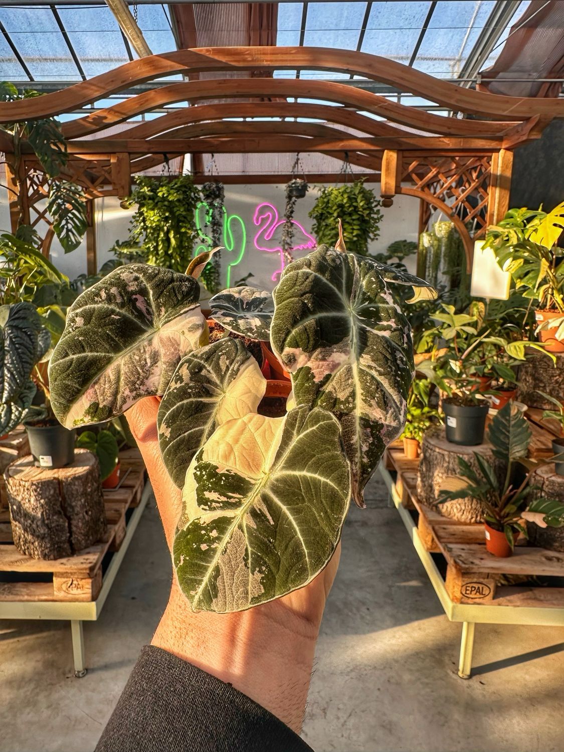 Alocasia black velvet variegata pink vaso cm 6