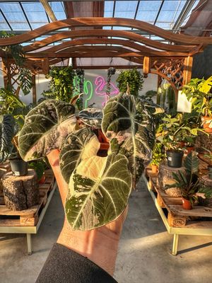 Alocasia black velvet variegata pink vaso cm 6