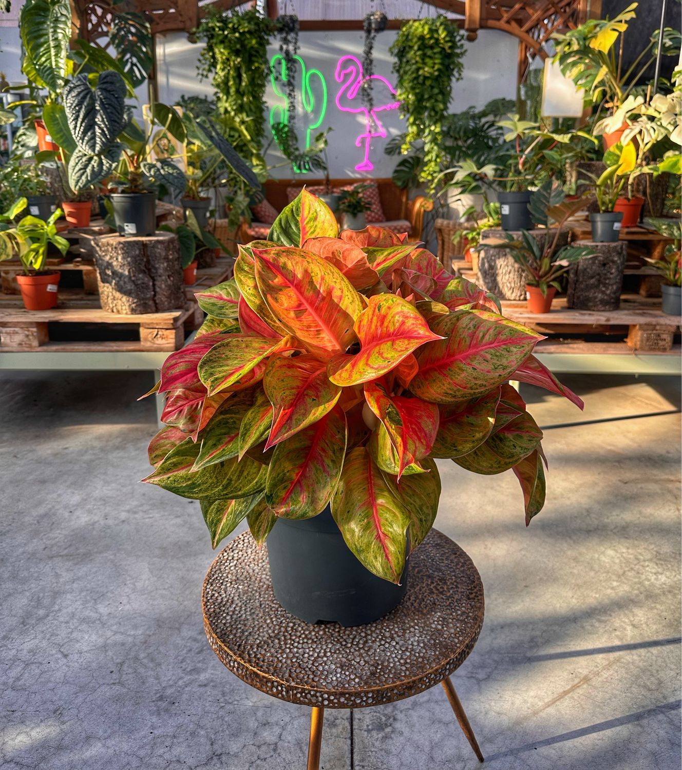 Aglaonema cocomelon XXL vaso cm 30