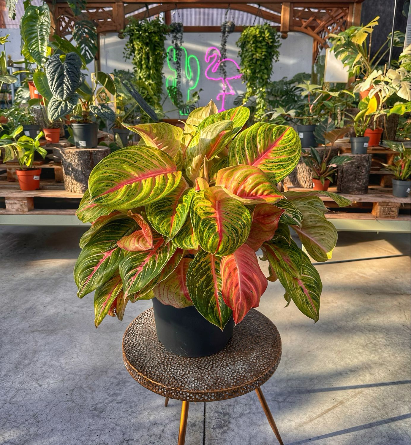 Aglaonema cocomelon light pink vaso cm 30
