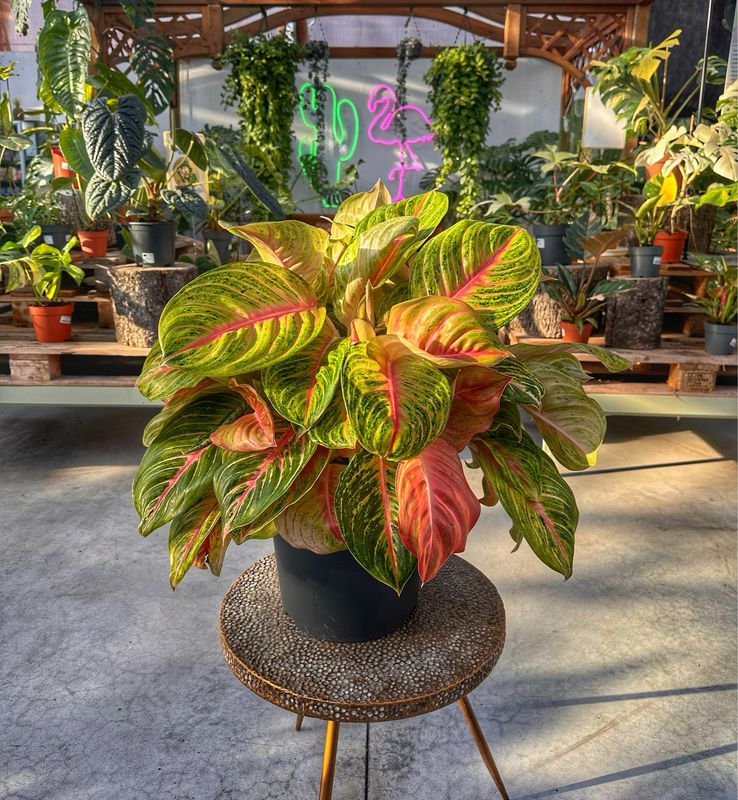 Aglaonema cocomelon light pink vaso cm 30