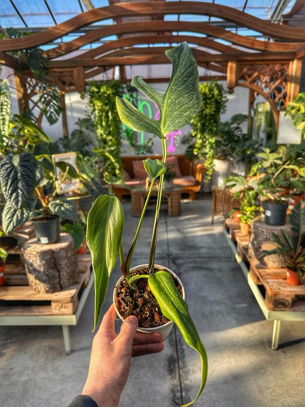 Monstera burle Marx flame vaso cm 13