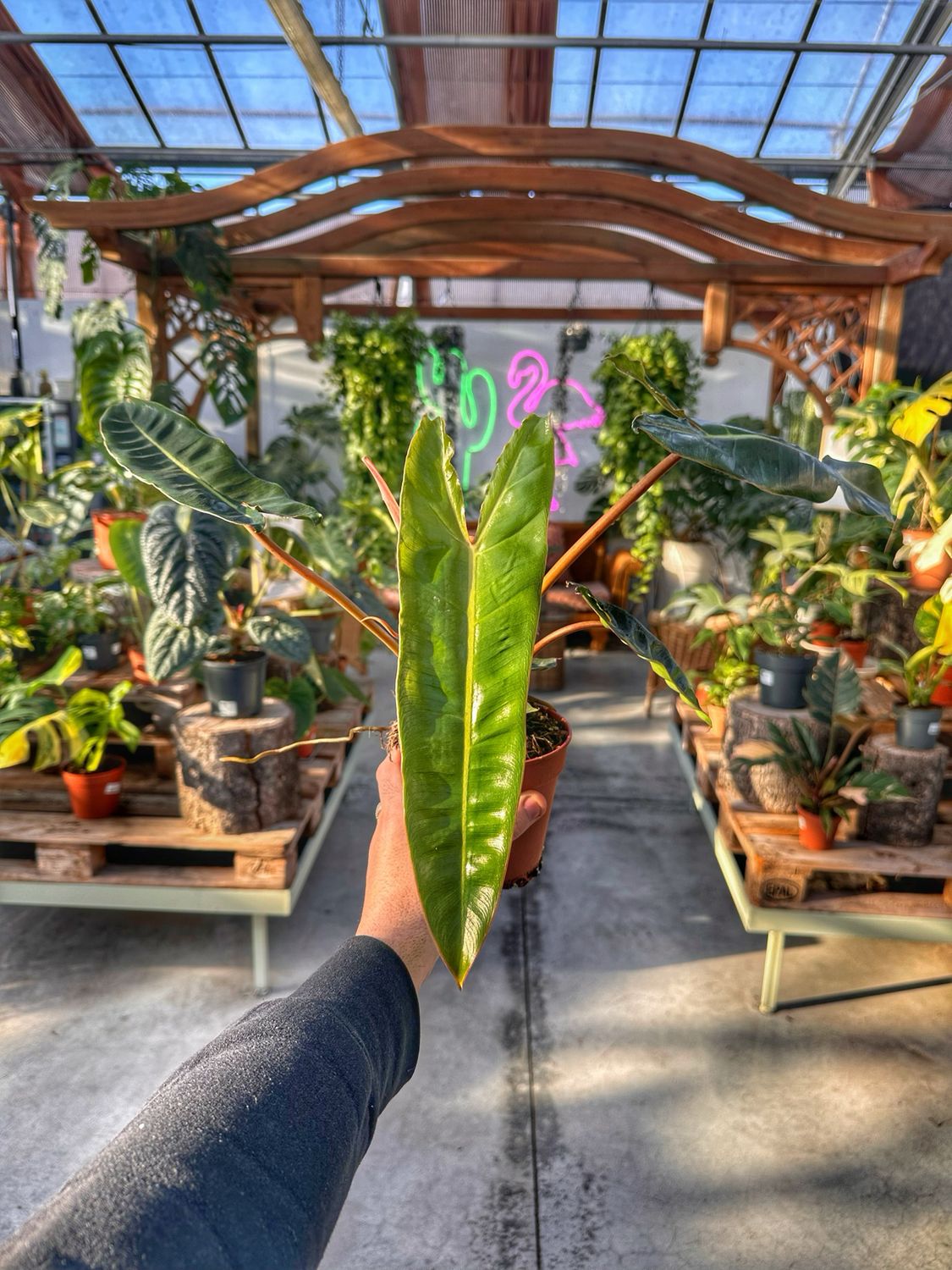 Philodendron billietieae vaso cm 12