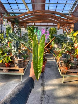 Philodendron billietieae vaso cm 12