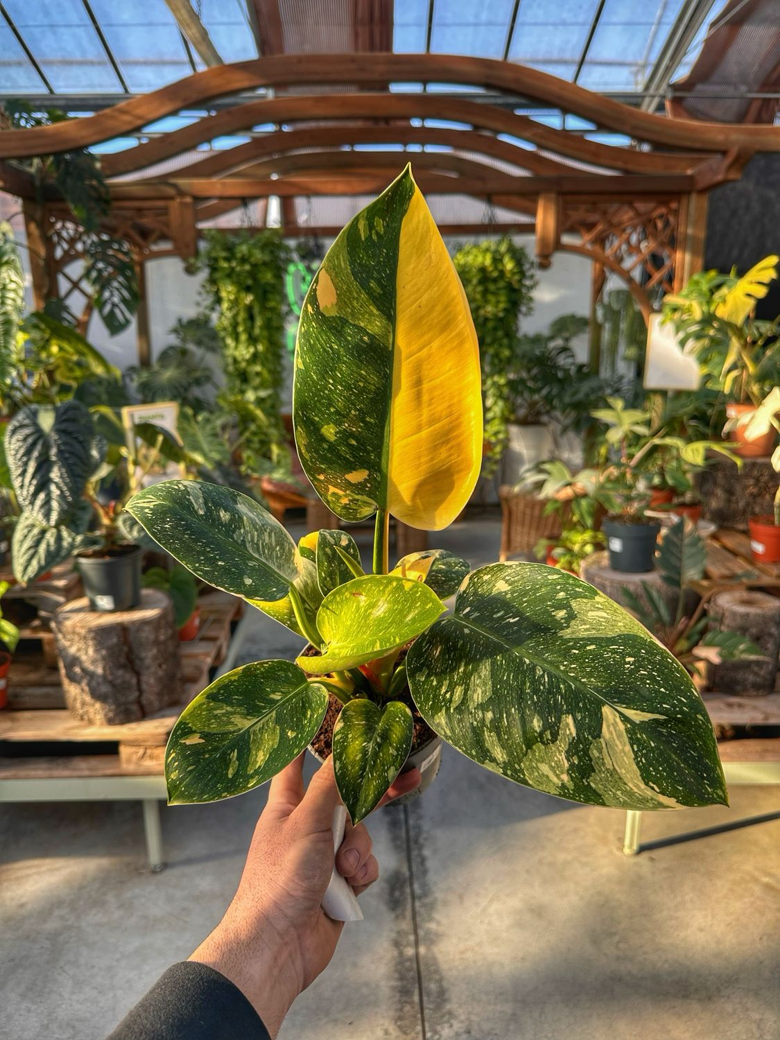 Philodendron green congo variegato vaso cm 14