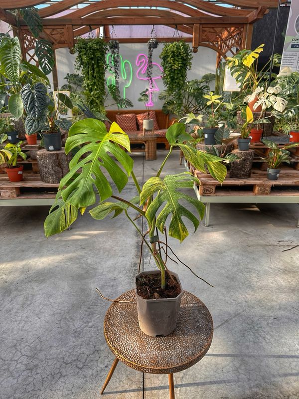 Monstera deliciosa aurea XL vaso cm 19