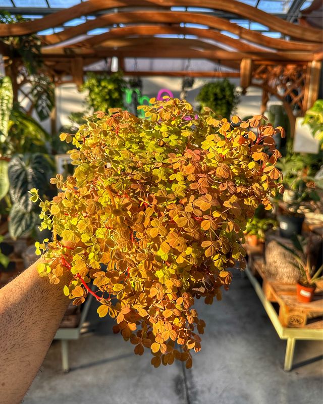 Oxalis vulcanicola sunset Velvet vaso cm 10,5