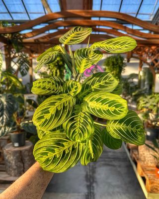 Maranta lemon lime vaso cm 12